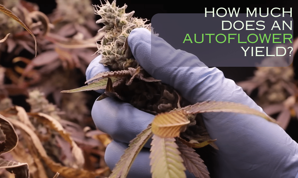 how much yields an autoflower produce