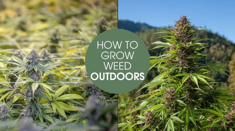 How To Grow Weed Outdoors Step By Step | Our Guide | The Seed Fair