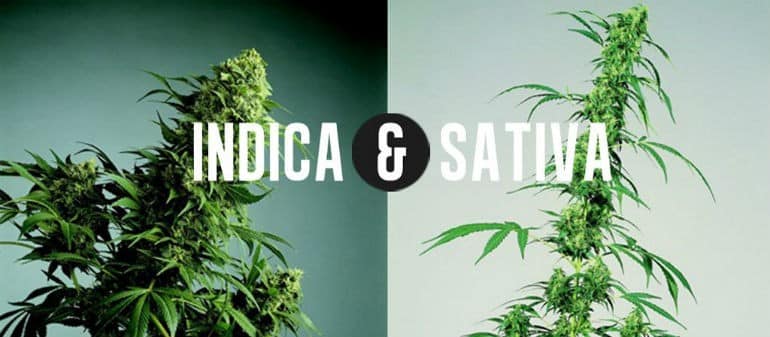 Indica vs Sativa Chart: An image depicting the key differences between Indica and Sativa strains of cannabis. The chart features an Indica plant on the left and a Sativa plant on the right, visually highlighting the contrasting plant structures.