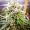 Jack Herer Auto-Flowering Cannabis Seeds | Jack Herer Strain | The Seed Fair