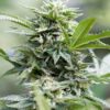 CBD Jack Herer 1 to 1 Feminized Cannabis Seeds | CBD Jack Strain | The Seed Fair