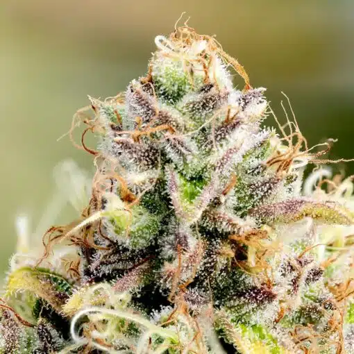 Jean Guy Strain | Jean Guy Feminized Cannabis Seeds | The Seed Fair