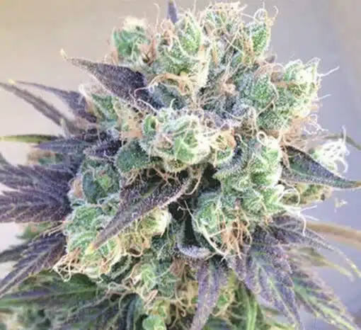 Jelly Bean Regular Cannabis Seeds | Jelly Bean Strain | The Seed Fair