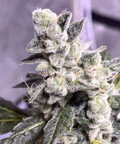 Juicy Fruit Seeds | Juicy Fruit Strain Feminized Seeds | The Seed Fair