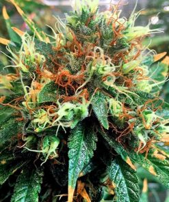 Kali Mist Seeds | Kali Mist Strain Feminized Cannabis Seeds | The Seed Fair