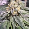 CBD Harlequin Kimbo Kush 1 to 1 Feminized Cannabis Seeds | The Seed Fair