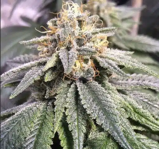 CBD Harlequin Kimbo Kush 1 to 2 Feminized Cannabis Seeds | The Seed Fair
