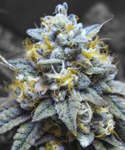 Kosher Kush Seeds | Kosher Kush Strain Feminized | The Seed Fair