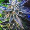 Lavender Feminized Cannabis Seeds | Lavender Strain | The Seed Fair