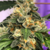 Lemon Kush Seeds | Lemon Kush Strain Feminized | The Seed Fair