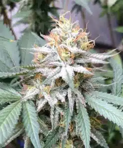 Lemon Pie Regular Cannabis Seeds | Lemon Pie Strain | The Seed Fair