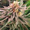 Mandarine Auto-Flowering Cannabis Seeds | Mandarine Strain | The Seed Fair