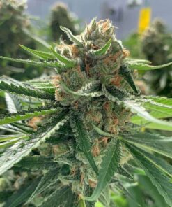 CBD Best Mango 1 to 1 Feminized Cannabis Seeds | CBD Best Mango | The Seed Fair