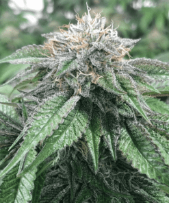 Master Kush Seeds | Master Kush Strain Feminized | The Seed Fair