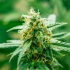 Maxigom Auto-Flowering Cannabis Seeds | Maxigom Strain | The Seed Fair