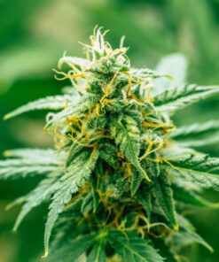 Maxigom Auto-Flowering Cannabis Seeds | Maxigom Strain | The Seed Fair