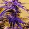 Mendocino Purps Feminized Cannabis Seeds