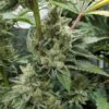 CBD Mexican Gold 1 to 1 Feminized Cannabis Seeds | CBD Mexican Gold | The Seed Fair