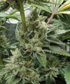 CBD Mexican Gold 1 to 1 Feminized Cannabis Seeds | CBD Mexican Gold | The Seed Fair