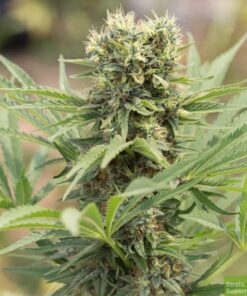 Mexican Haze Feminized Cannabis Seeds | Mexican Haze Strain | The Seed Fair