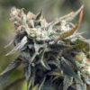 MG Auto-Flowering Cannabis Seeds | MG Feminized Strain | The Seed Fair