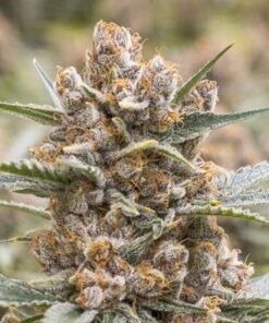 Middlefork Feminized Cannabis Seeds | Middlefork Strain | The Seed Fair