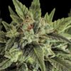 Moby Dick Auto-Flowering Feminized Cannabis Seeds | Moby Dick Strain | The Seed Fair