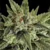 Moby Dick Auto-Floraison Graines de cannabis féminisées | Moby Dick Strain | The Seed Fair