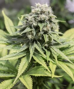 Moby Dick CBD Seeds | Moby Dick Strain Feminized | The Seed Fair