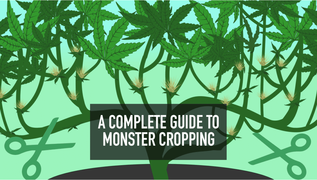 Monster Cropping Weed | The Ultimate Guide On Monster Cropping | The Seed Fair