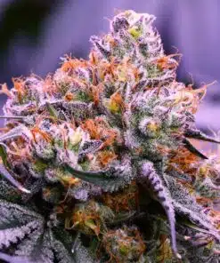 Obama Kush Feminized Cannabis Seeds | Obama Strain | The Seed Fair