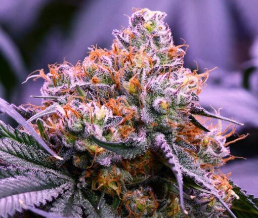 Obama Kush Feminized Cannabis Seeds | Obama Strain | The Seed Fair