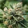 OG Kush Regular Cannabis Seeds | OG Kush Strain | The Seed Fair