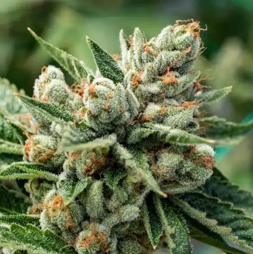 OG Kush Regular Cannabis Seeds | OG Kush Strain | The Seed Fair