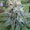 Permafrost Feminized Cannabis Seeds | Permafrost Strain | The Seed Fair