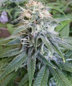 Permafrost Feminized Cannabis Seeds | Permafrost Strain | The Seed Fair