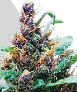 Pez Feminized Cannabis Seeds | Pez Strain Feminized | The Seed Fair