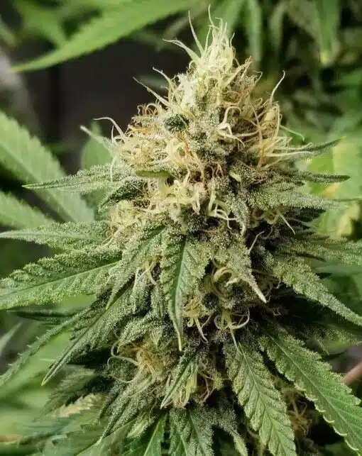 Pineapple Express Auto Flower Seeds | Pineapple Feminized Strain | The Seed Fair