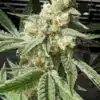 Pineapple Chunk Seeds | Pineapple Strain Feminized | The Seed Fair