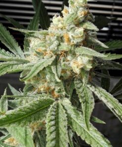 Pineapple Chunk Seeds | Pineapple Strain Feminized | The Seed Fair