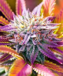 Plushberry Feminized Cannabis Seeds | Plushberry Strain | The Seed Fair