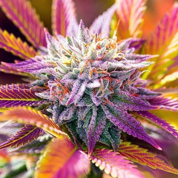 Plushberry Feminized Seeds | The Seed Fair