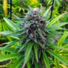 Power Plant Seeds | Power Plant Strain Feminized | The Seed Fair