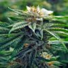 Presidential OG Seeds | Presidential OG Strain Feminized | The Seed Fair