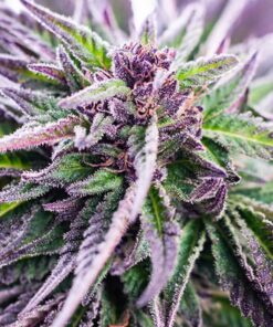 Purple Urkle Seeds | Purple Urkle Strain Feminized | The Seed Fair