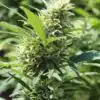 Raskal OG Seeds | Raskal OG Strain Feminized Seeds | The Seed Fair