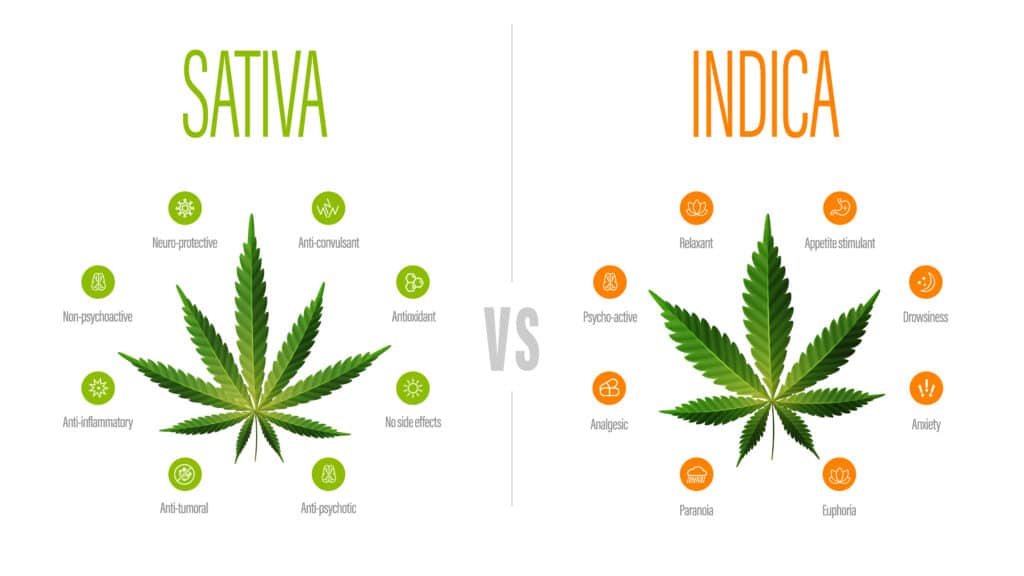 This diagram provides a helpful visual reference for those interested in learning about the unique properties of Indica and Sativa strains.