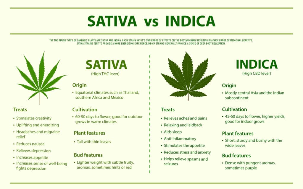 This Indica vs Sativa infographic highlights the key differences between these two types of cannabis strains, including growth patterns, physical appearance, and effects. It provides valuable information for those interested in exploring the characteristics of each strain.