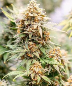 Skunk #1 Seeds | best feminized seeds