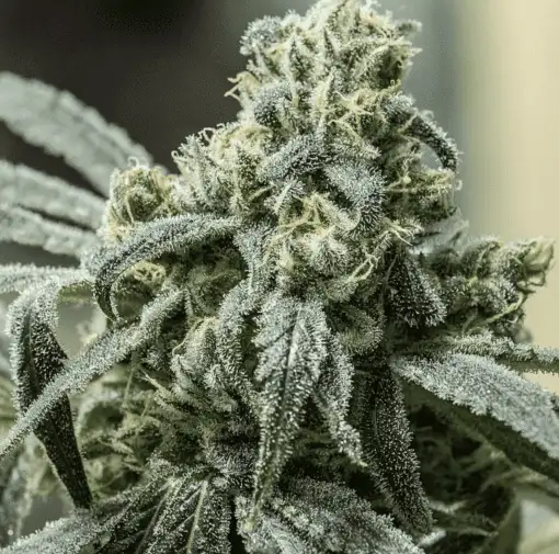 Skunk Auto Flower Seeds | Skunk Feminized Cannabis Strain | The Seed Fair